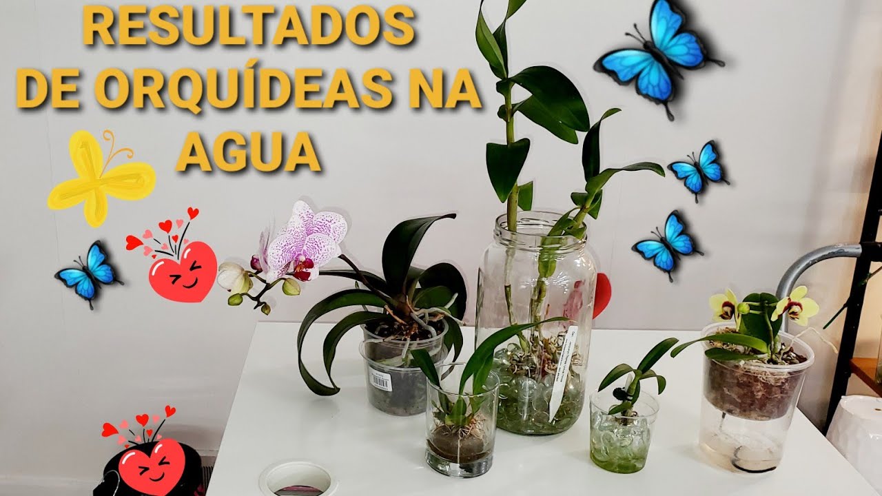 CULTIVO DE DENPHAL NO VIDRO COM AGUA,RESULTADOS