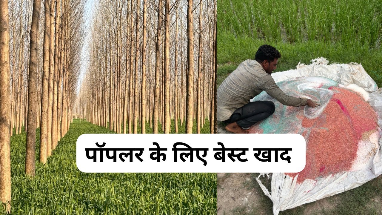 Poplar हो  जायेगा 2 साल में तैयार #poplarkikheti #viralvideos #farming #nature #fertilizer