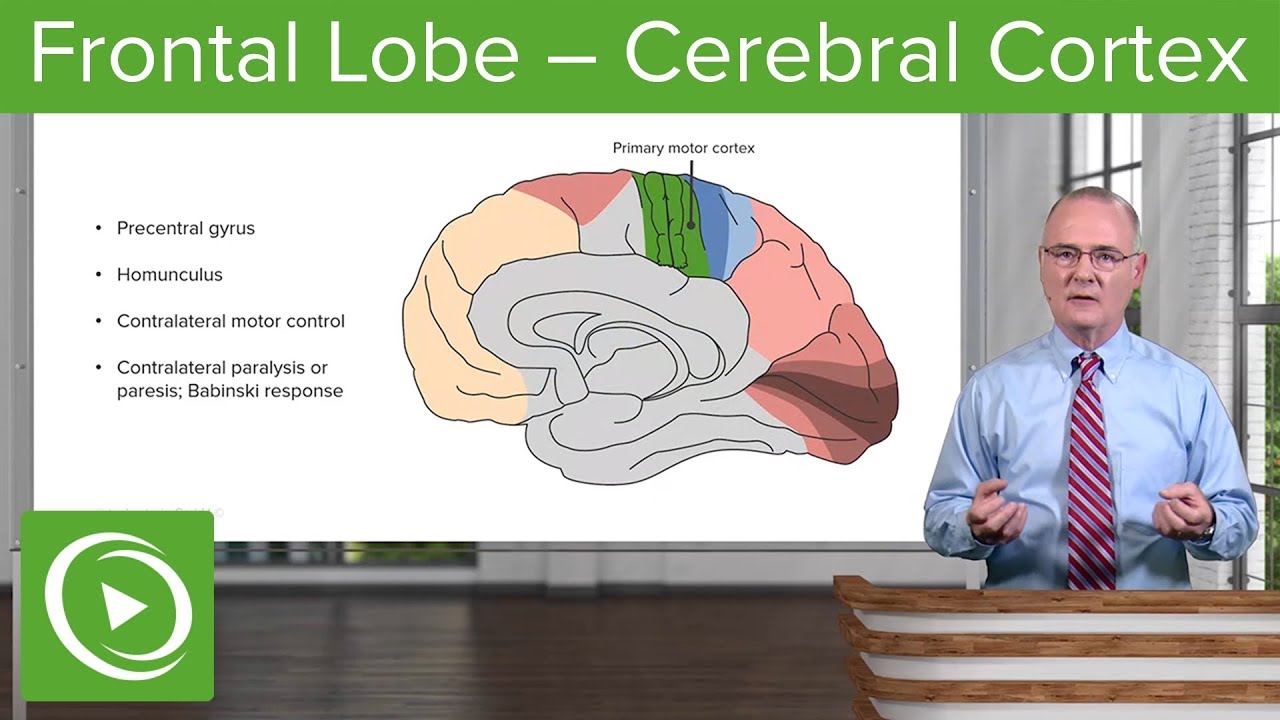 Frontal Lobe &ndash; Cerebral Cortex | Lecturio