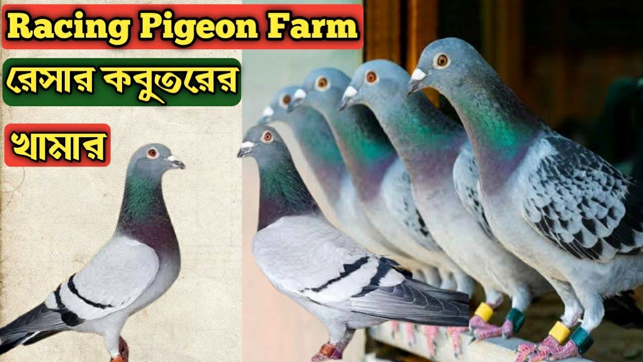 Racer Pigeon Farm in BD । রেসার কবুতরের বিশাল খামার। কবুতরকে রেসের জন্য কিভাবে ট্রেনিং করাবেন জানুন।