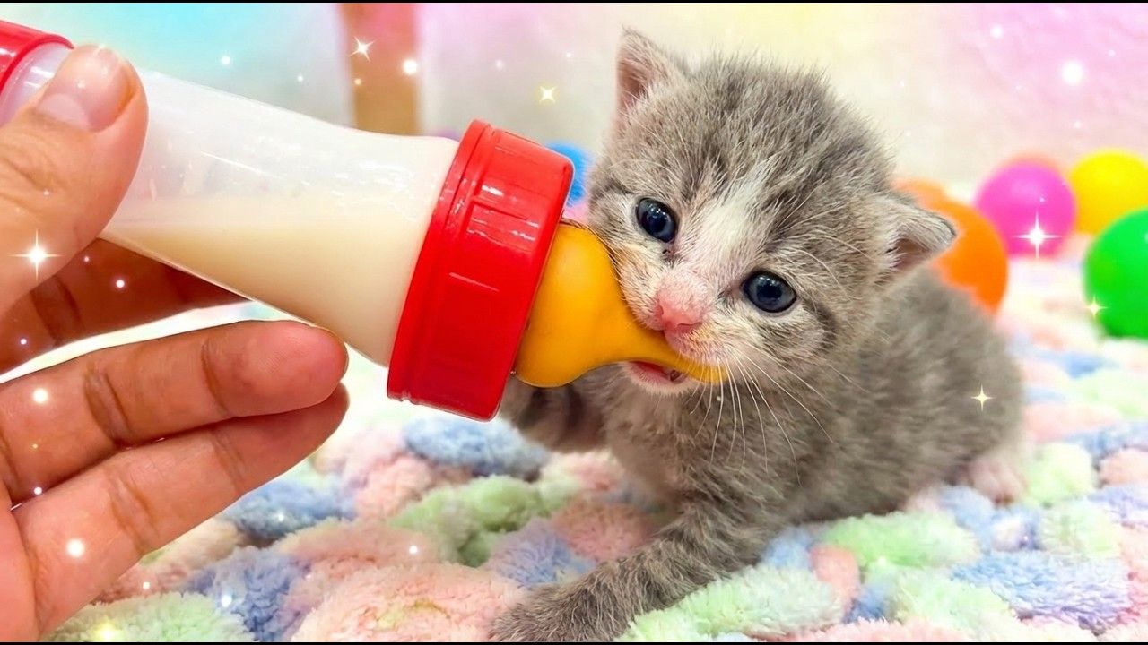 Котята обнаруживают полную бутылочку молока: очаровательное кормление!