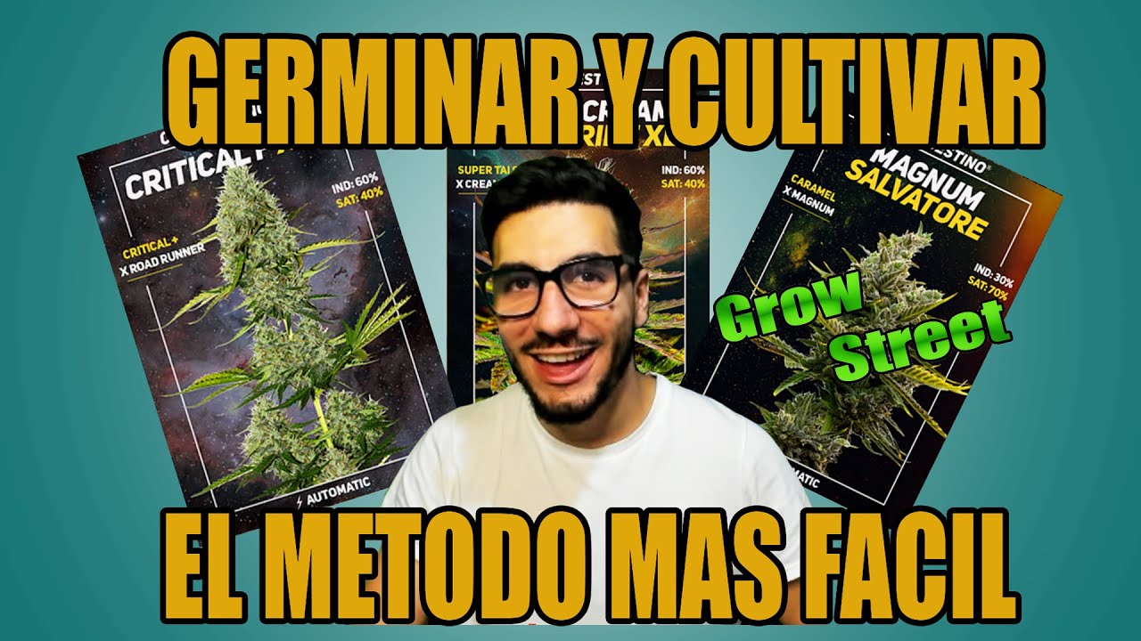 &iquest;C&oacute;mo cultivar PLANTAS AUTOM&Aacute;TICAS en simples pasos? - semillas de Clandestino Seeds