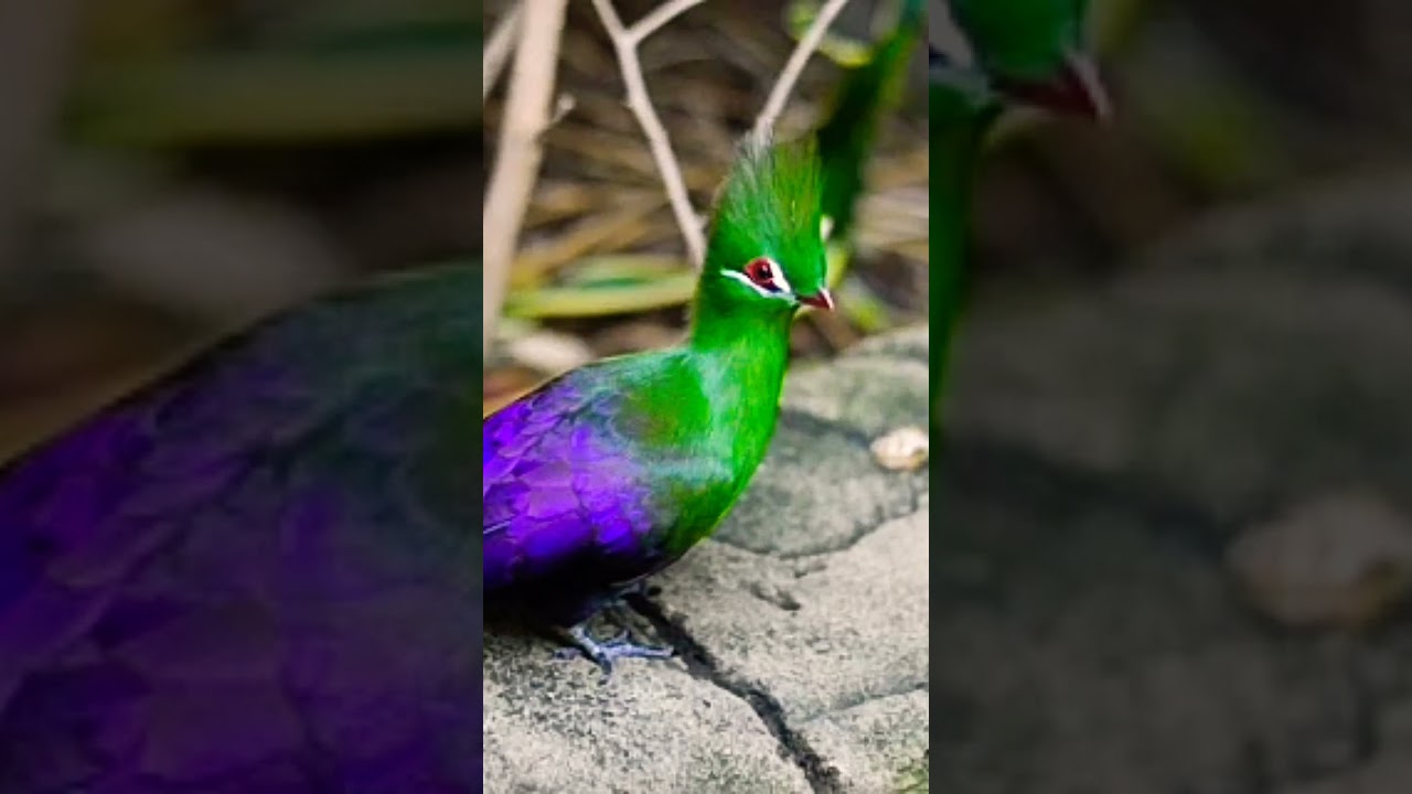Exotic crested bird #shorts #relaxingmusic