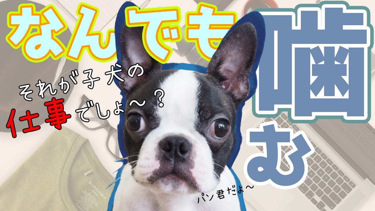 子犬のしつけ 子犬が何でもかんでも噛むのをやめさせたい！