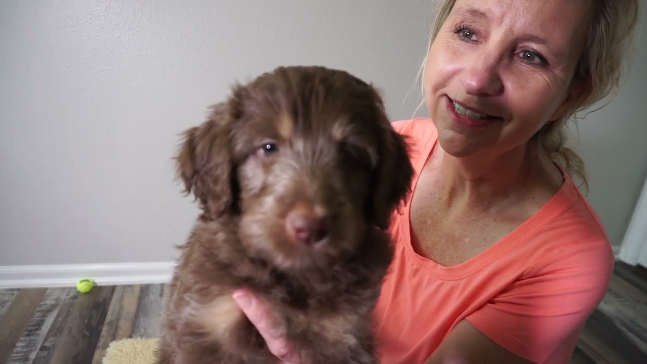 Pawssiedoodle's Wiz of Oz Mini Aussiedoodle Puppies @ 7 weeks