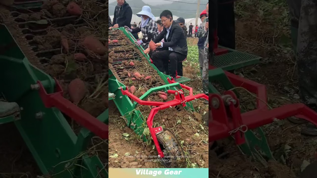 Sweet potato harvest, quality machines boost efficiency! 
