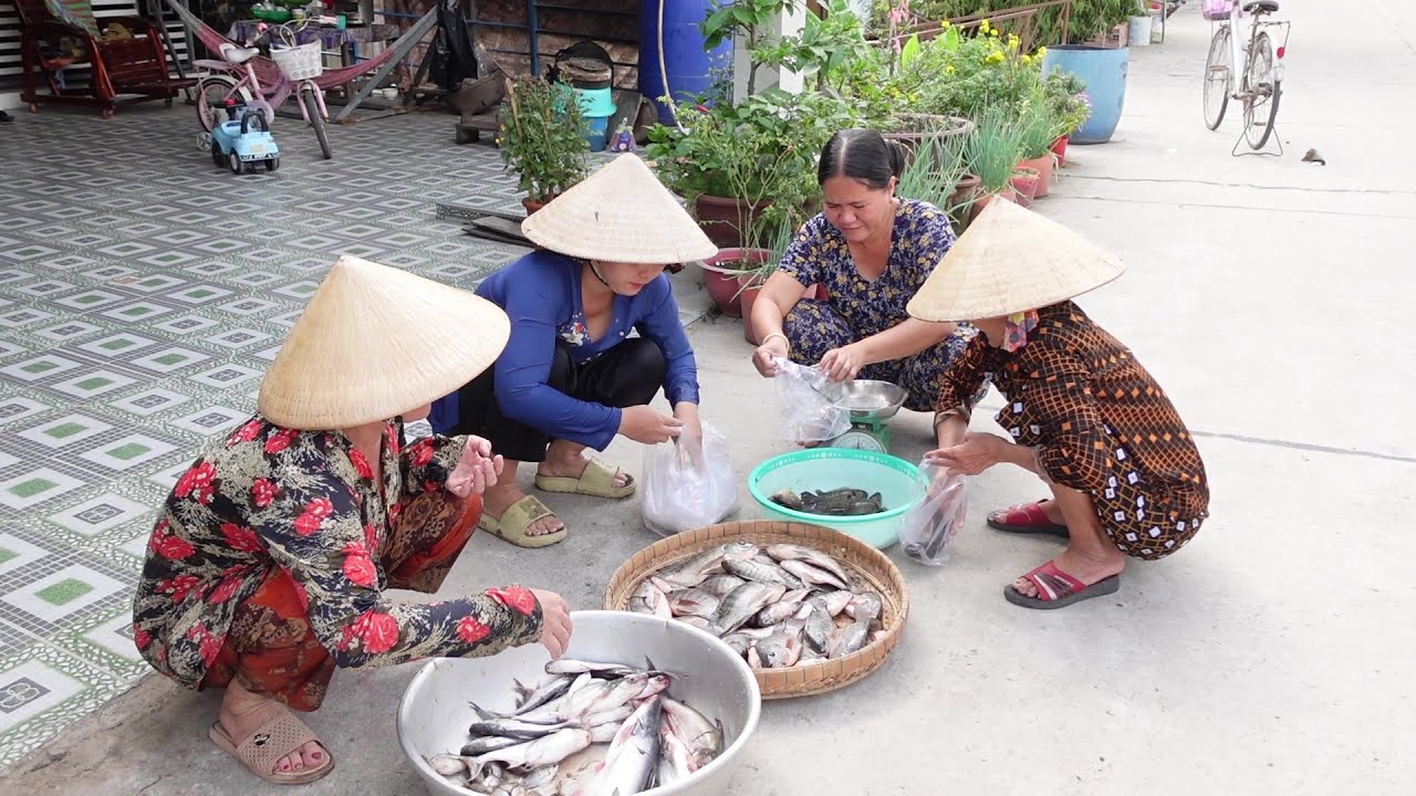 Cách Bắt Cá Hiệu Quả của Gia đình được nhiều cá Hai Thím Cháu đem bán cho Bà Con | HQ #1506