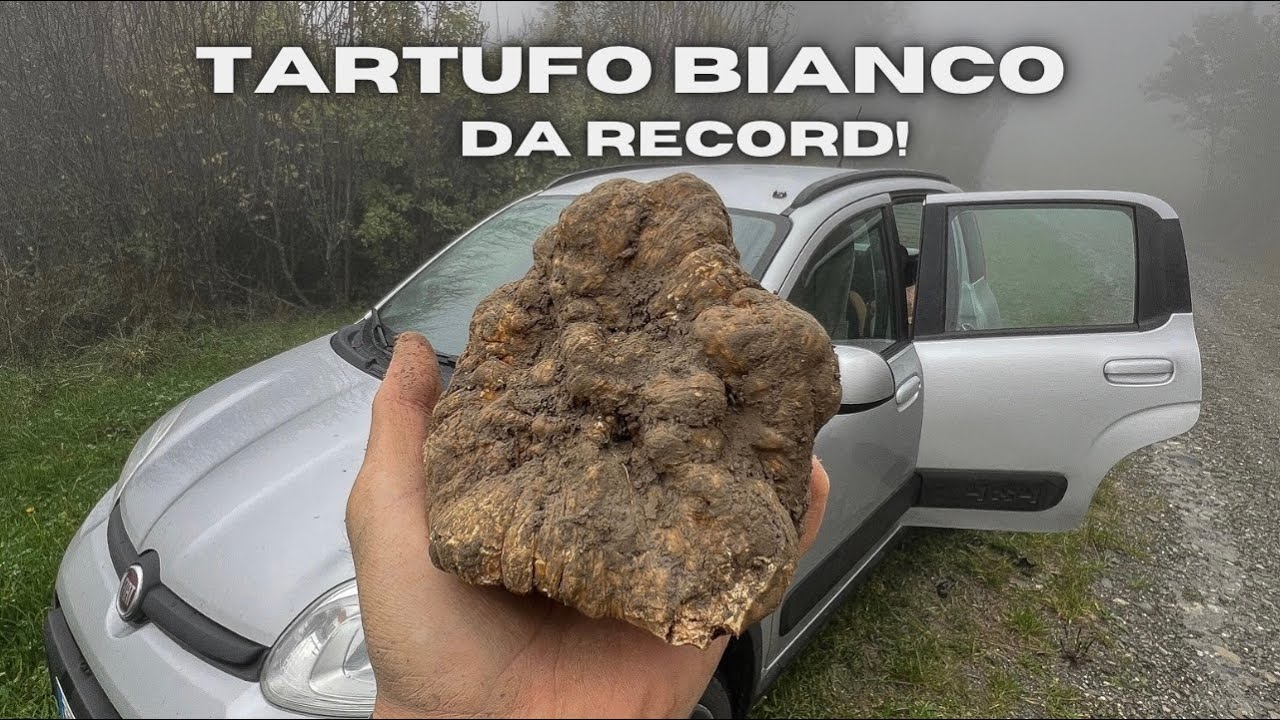 TARTUFO BIANCO da RECORD! Quanto VALE e DOVE sar&agrave; stato trovato?