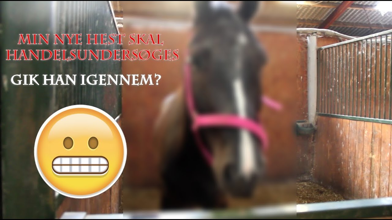 Min nye hest skal igennem handelsunders&oslash;gelse!! #vlog