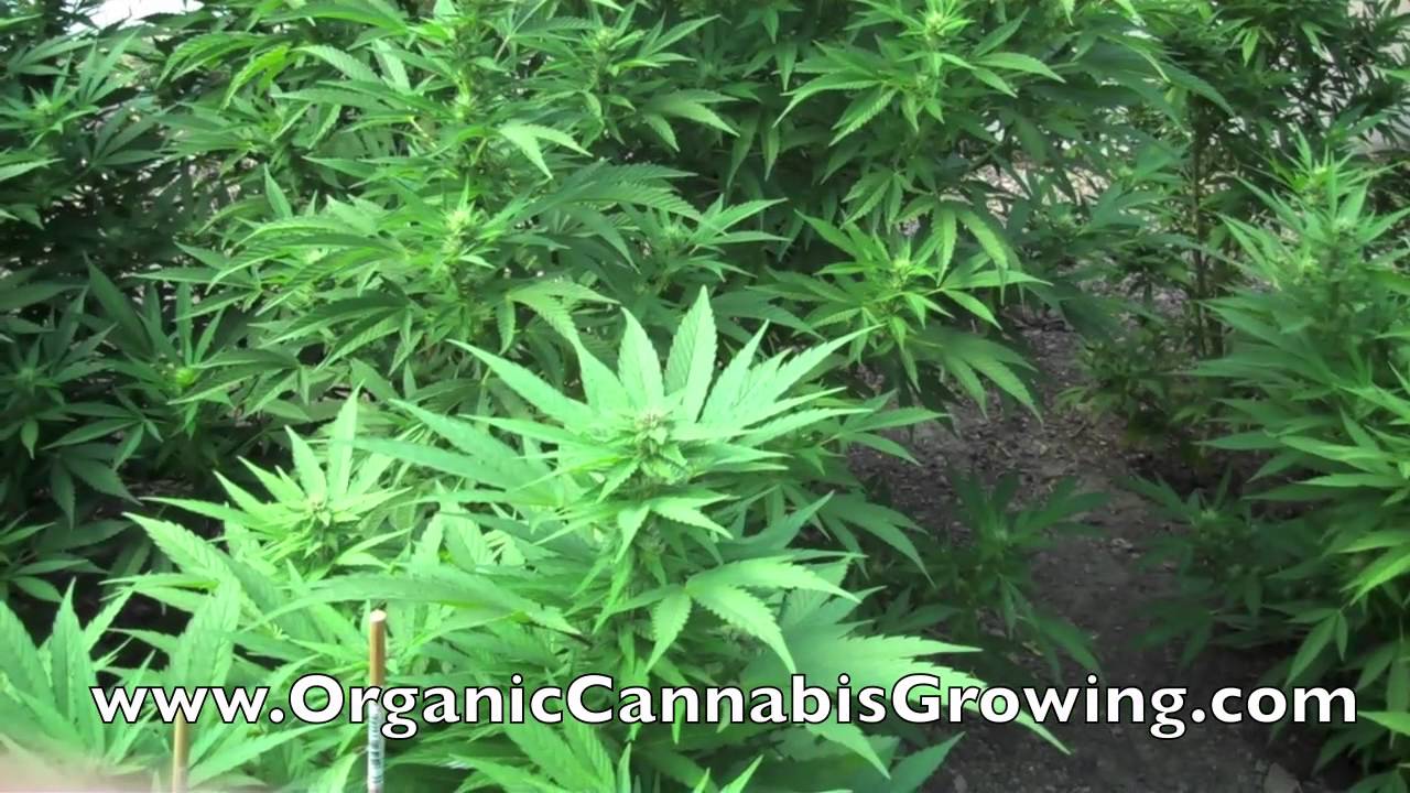Tips on Growing Mendocino Purps