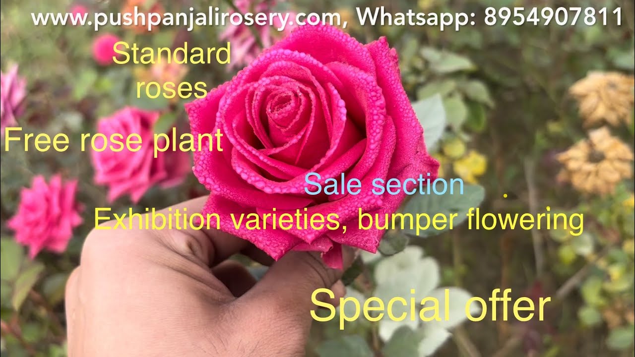 🌹Free rose Plant | Gift | Special Offer | Sale Section | Standard Rose | Pushpanjali Rosery