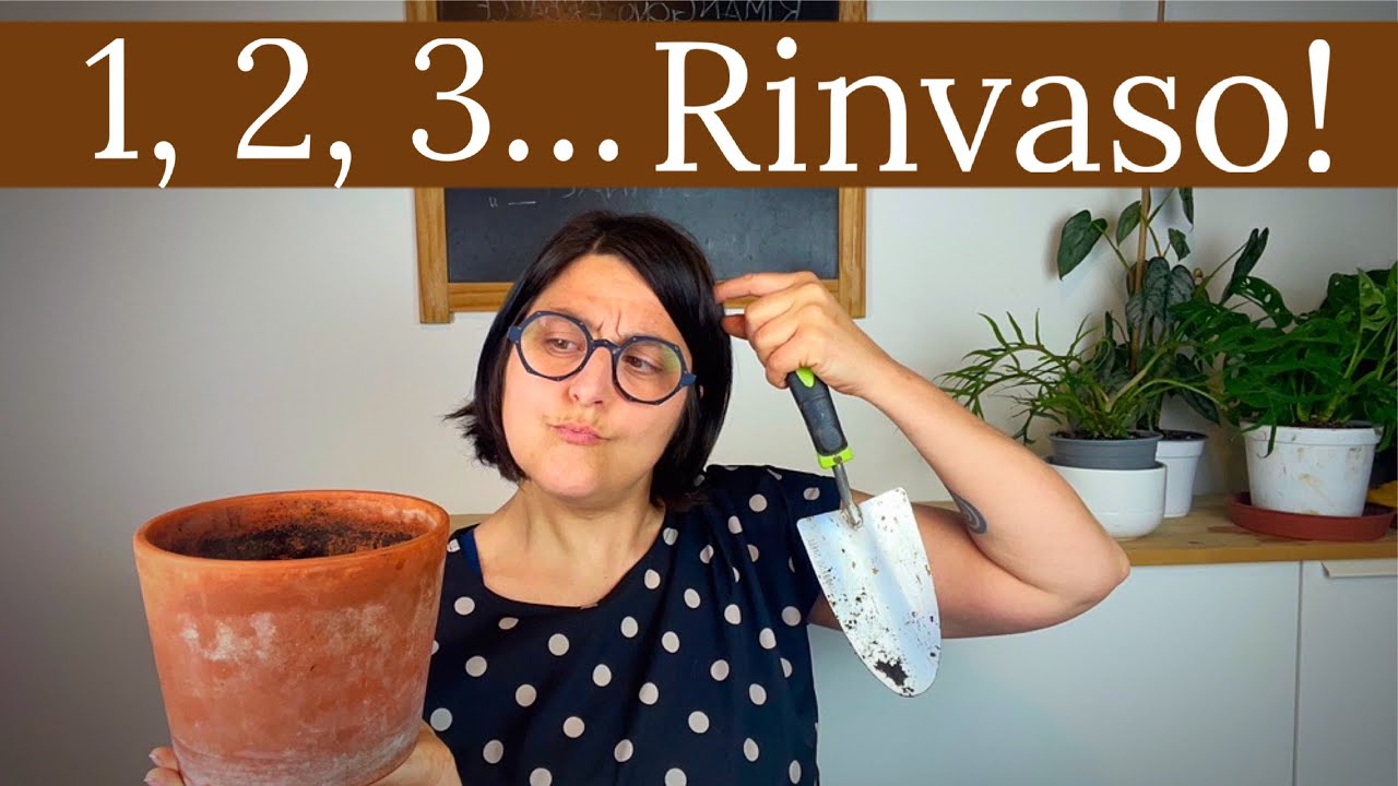 Come rinvasare le tue piante | cura delle piante: rinvaso
