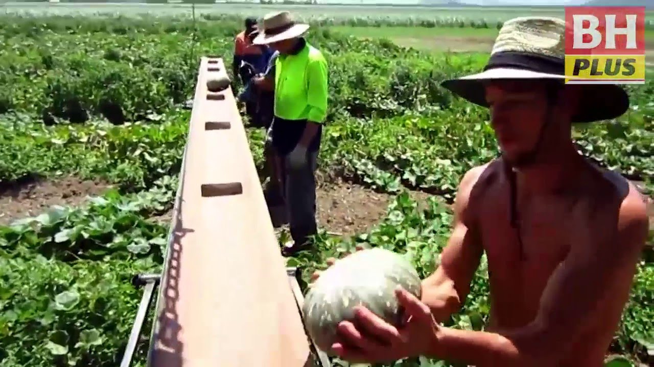 Gaji RM6,000 petik buah di Australia