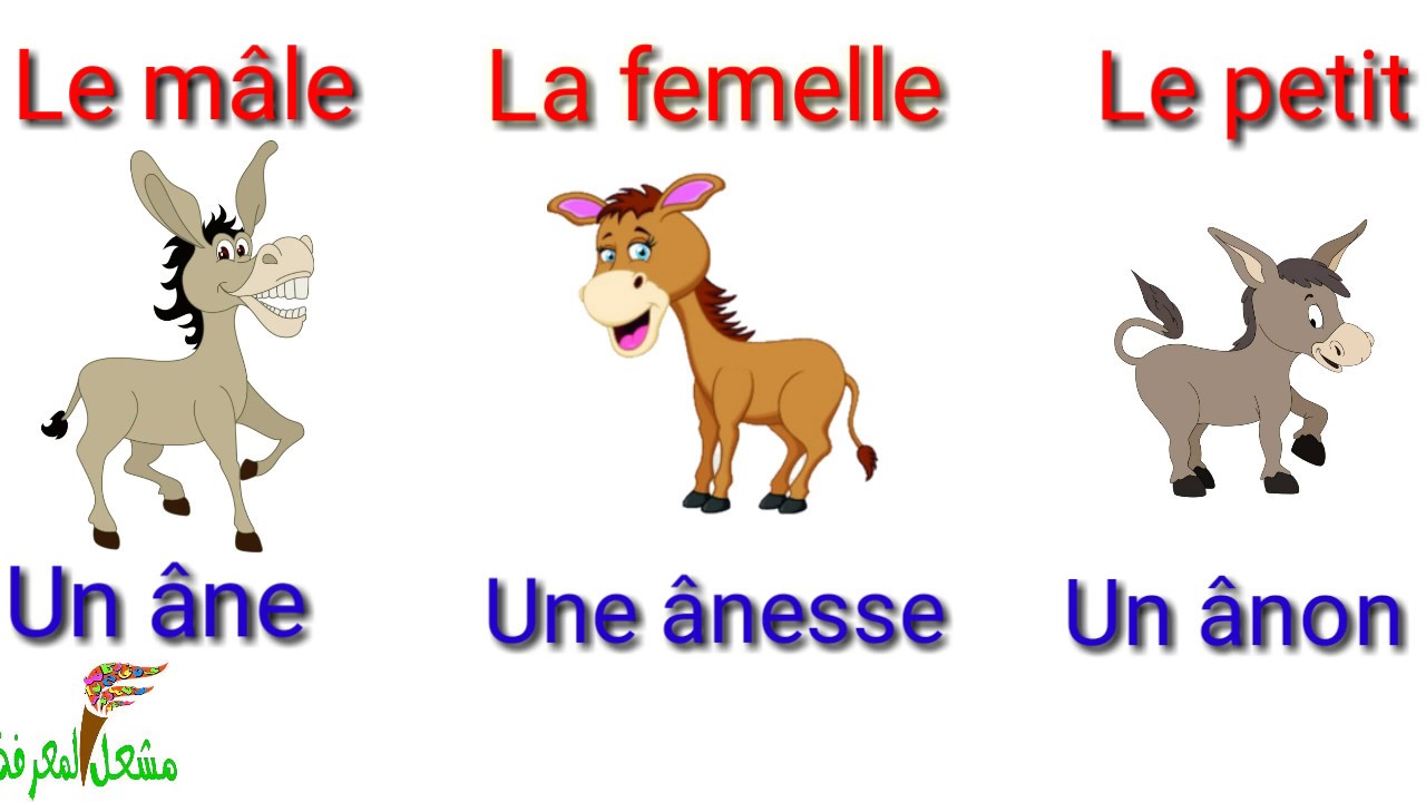 Les animaux , le mâle , la femelle , le petit et leur cris
