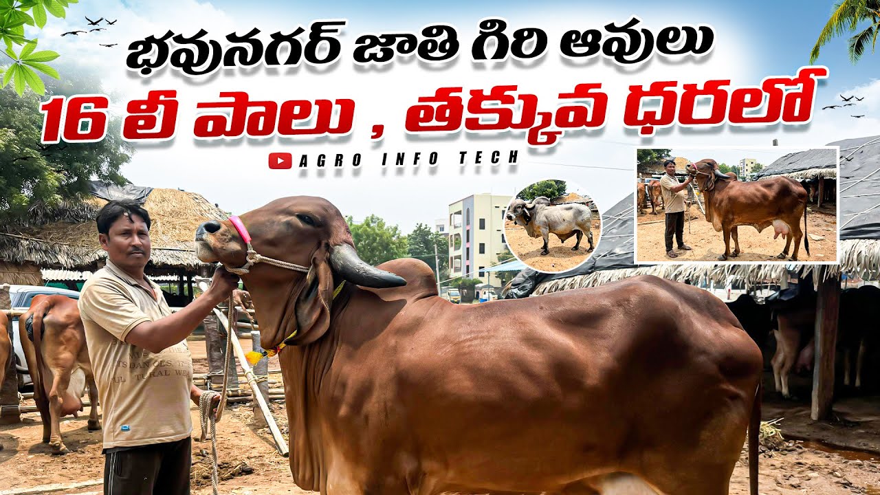 తక్కువ ధరలో  గిరి ఆవులు 16 లీ పాలు || Top Breed Gir Cows in Hyderabad