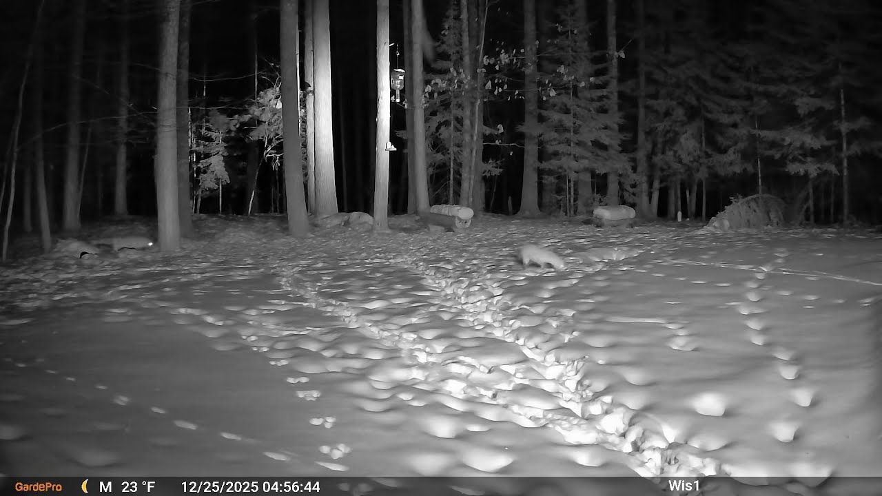 20251220 081059 game cam clips backyard spedup4x