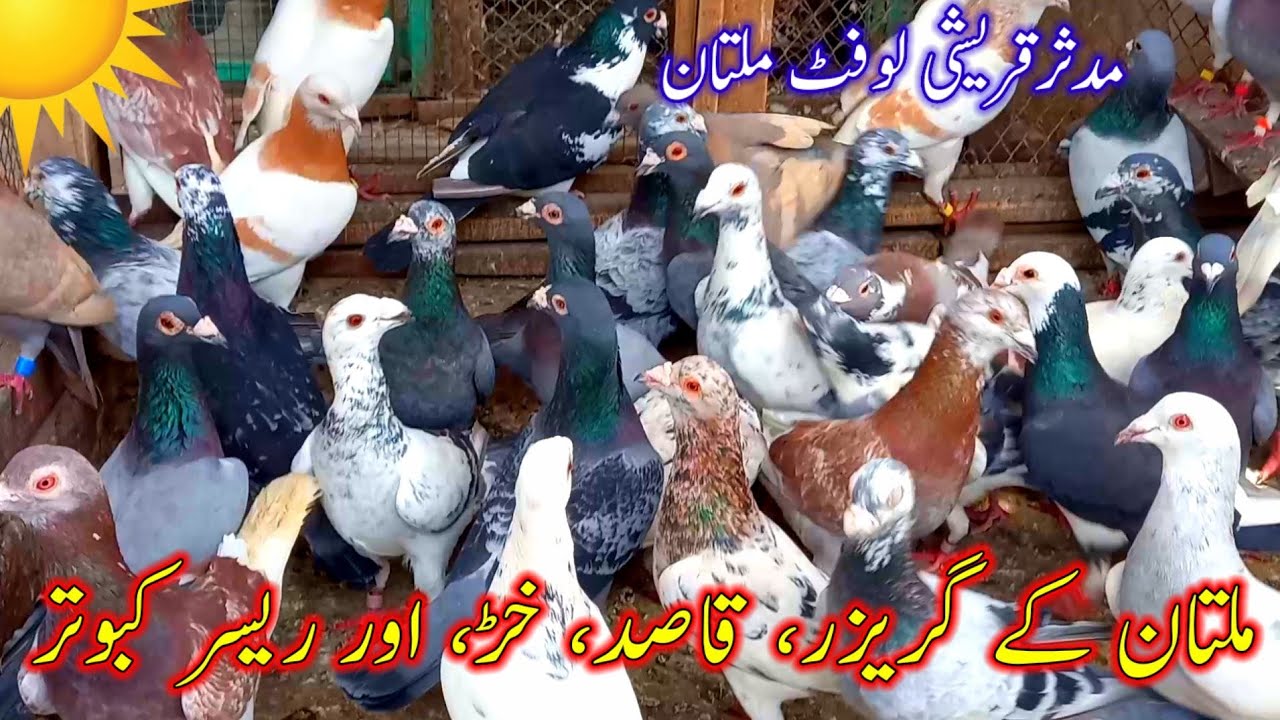 Multan Pigeon | Racer Pigeon | Qasid Pigeon | Garezar Pigeon | Khaher Pigeon | Multan pigeon Loft |