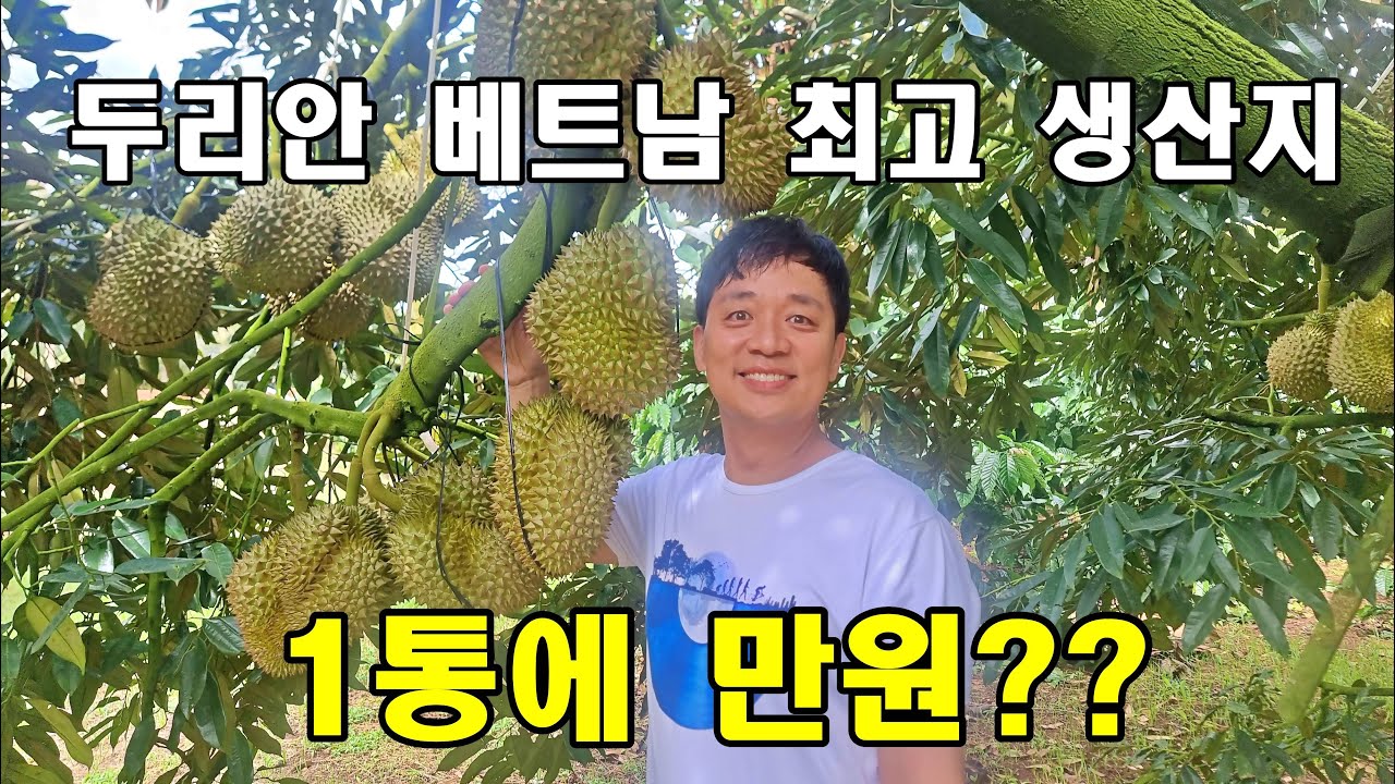 베트남  두리안 최대 생산지를 직접 가봤습니다