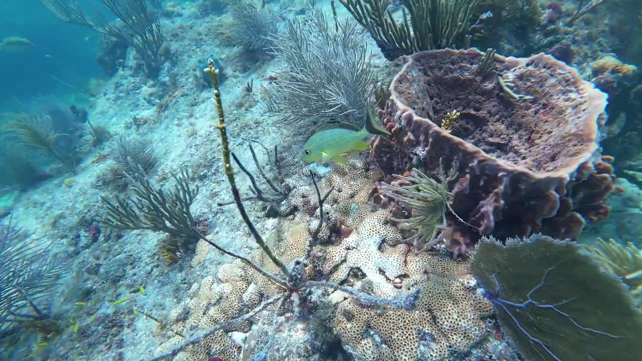 Florida Keys dive Part 2: Looe Key Reef