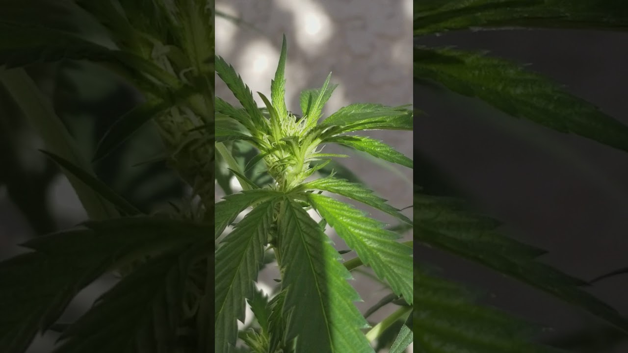 Marijuana plant 2 month old first time grower