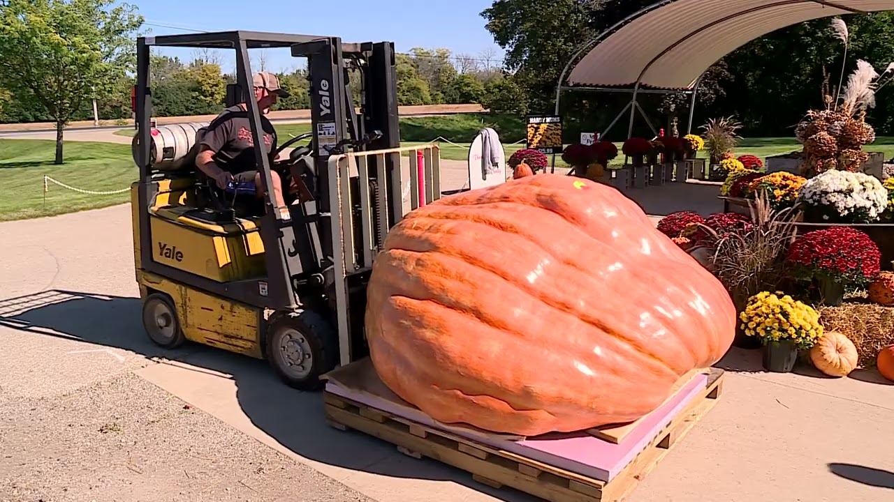 GIANT PUMPKIN PKG