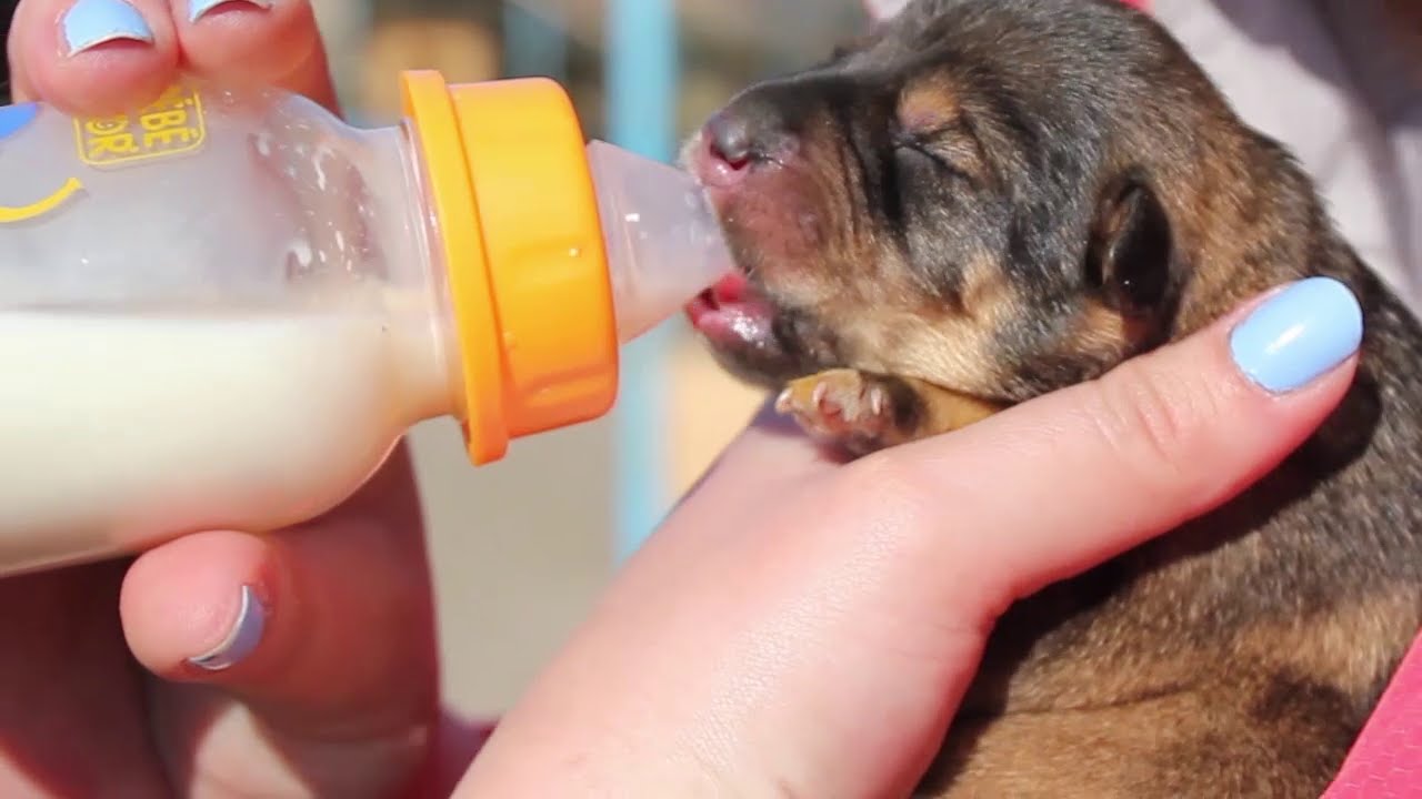 Ukraine's Dogs Of War