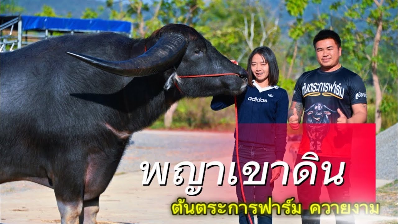 #พญาเขาดิน (พ่อ:แสนซีพี | แม่:คำแพง) หล่อใหญ่ยักษ์ วงเขาสุดอลังการ #ต้นตระการฟาร์มควายงาม 