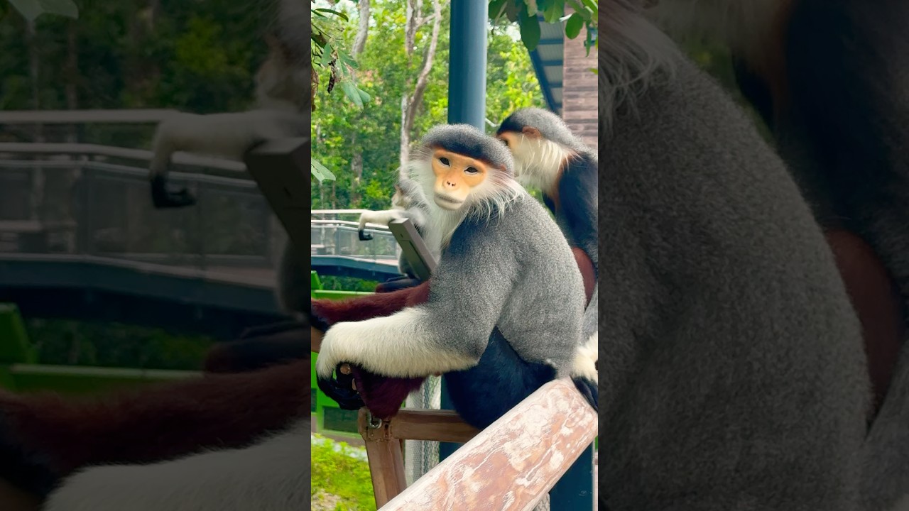 Red-shanked Douc Langur | Rainforest Wild ASIA #D9INE