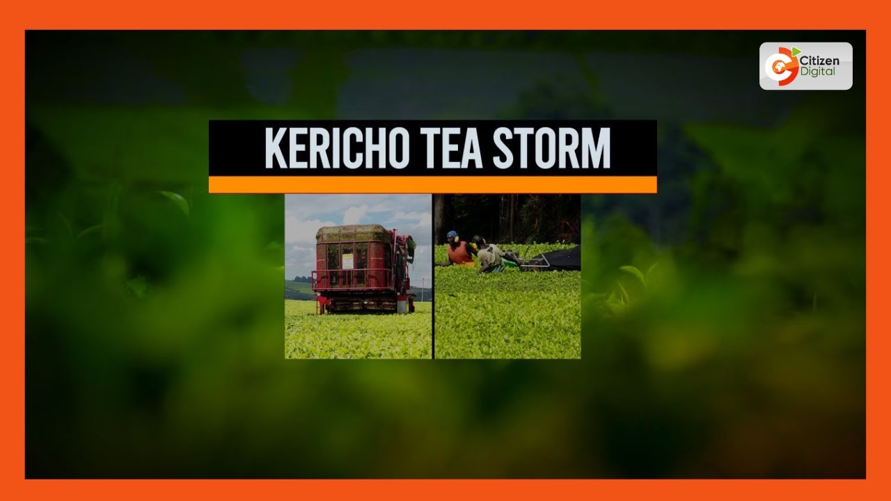 Tea in Turmoil | How tea plucking machines in Kericho have left workers with a sour taste