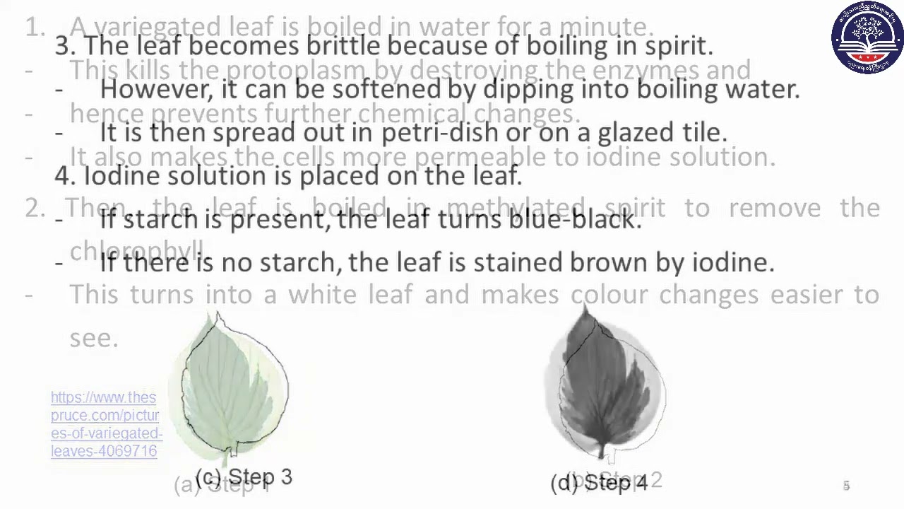 Grade 10 Biology, Chapter 4, Part 3