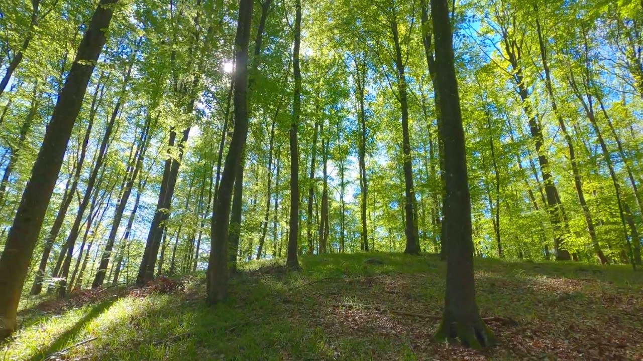 Звуки леса, пение птиц 🐦🌲🌳 Расслабляющие звуки природы • Успокоение ума, расслабление
