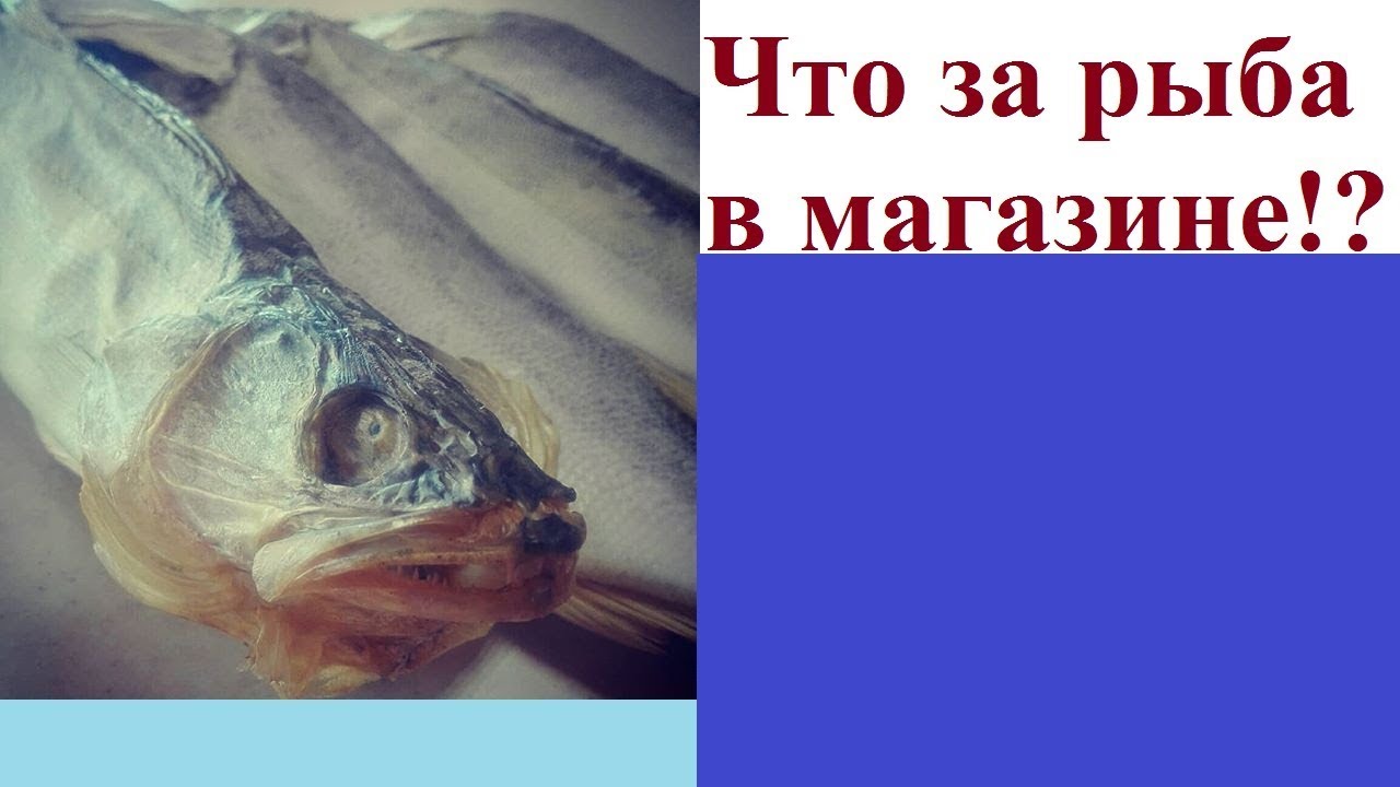 Что за рыба в магазине!?
