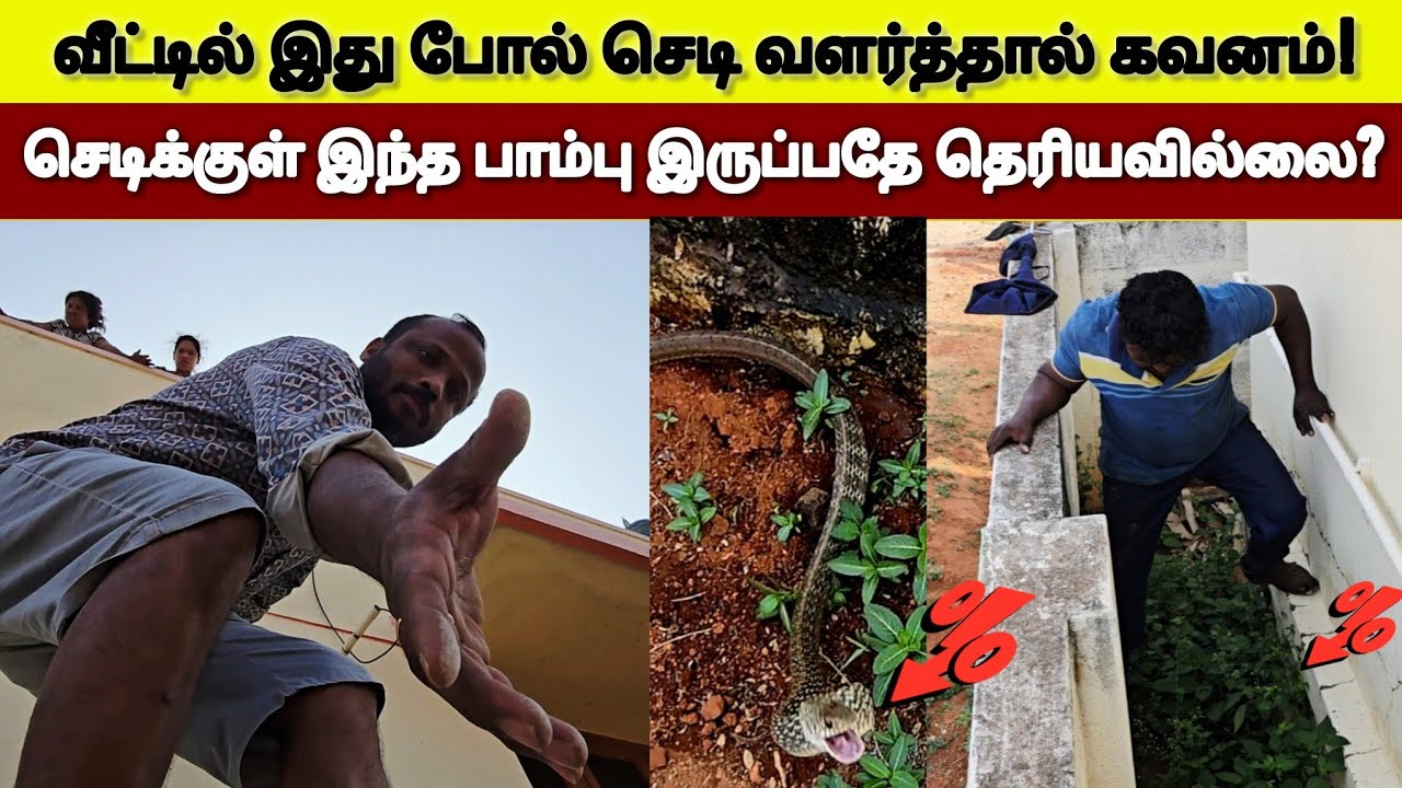 வீட்டில் இப்படி அலசலாக செடி வளர்த்தால் கவனம்! செடிக்கு இந்த பாம்பு இருப்பதே தெரியவில்லை பாருங்க!