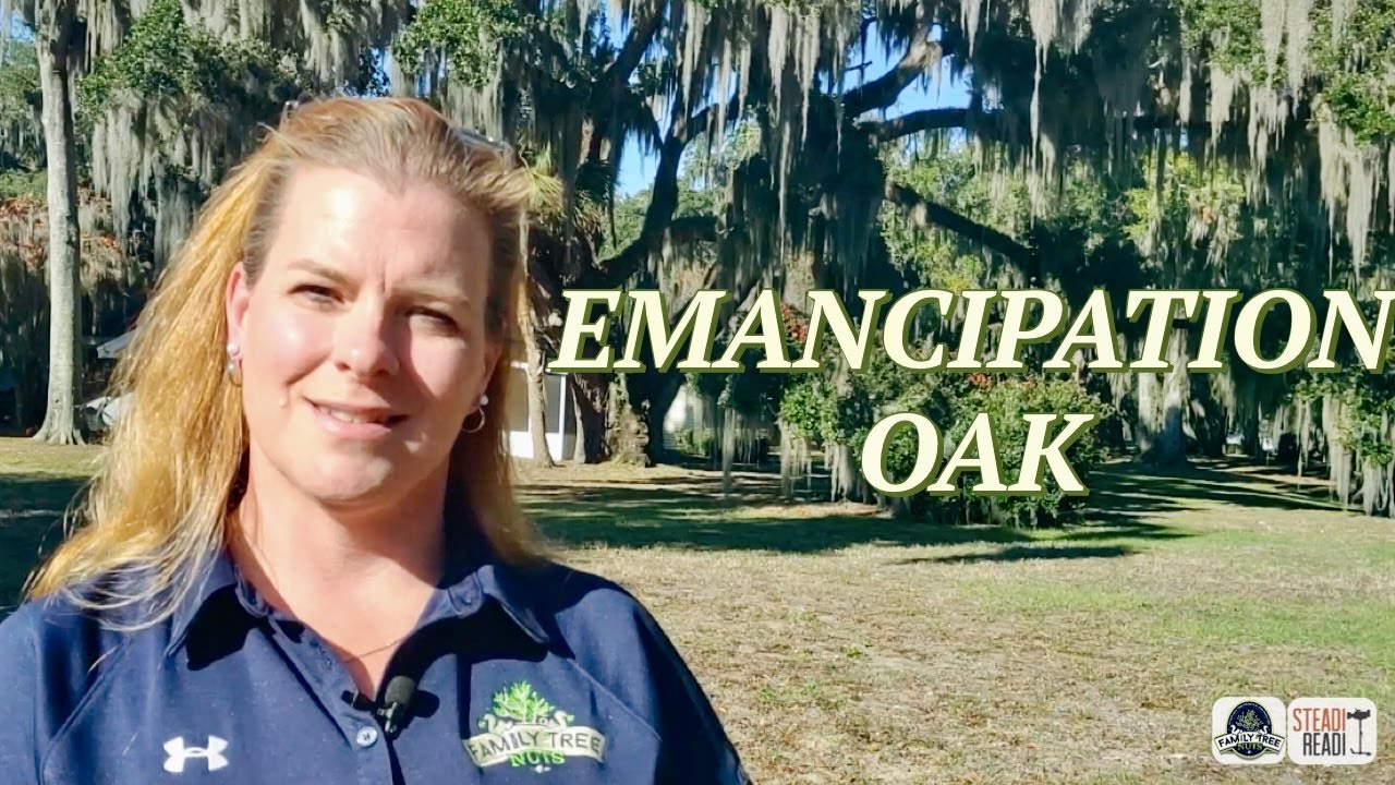 EMANCIPATION OAK! THEY FINALLY GOT THEIR FREEDOM! BEAUFORT, SC! HISTORY, ANCESTRY & GENEALOGY!
