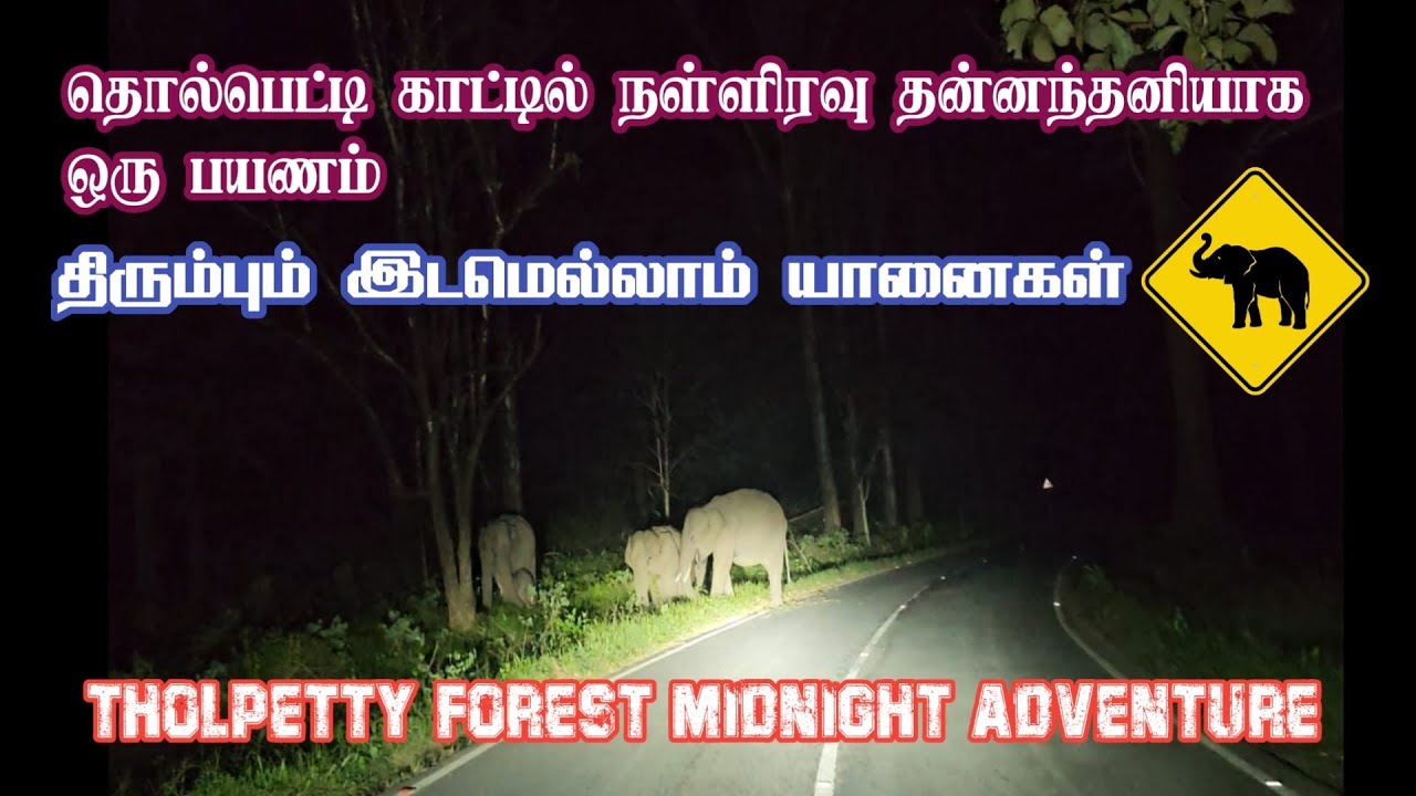 Dangerous Solo Night Drive in Tholpetty Forest | Wild Elephant Encounter in the Dark 🐘🌙 | Jolly Trip