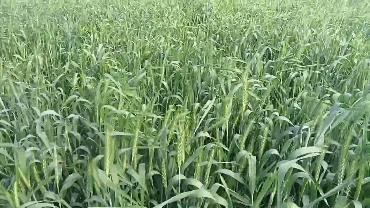 گندم کو پانی :موسم کی صورتحال: نقصان سے بچیں 
