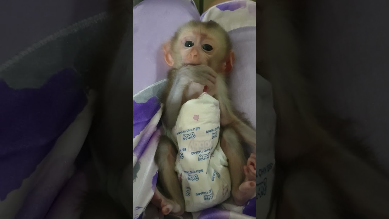 Monkey Mary is very sensitive now #monkey #animals #mary #sensitive