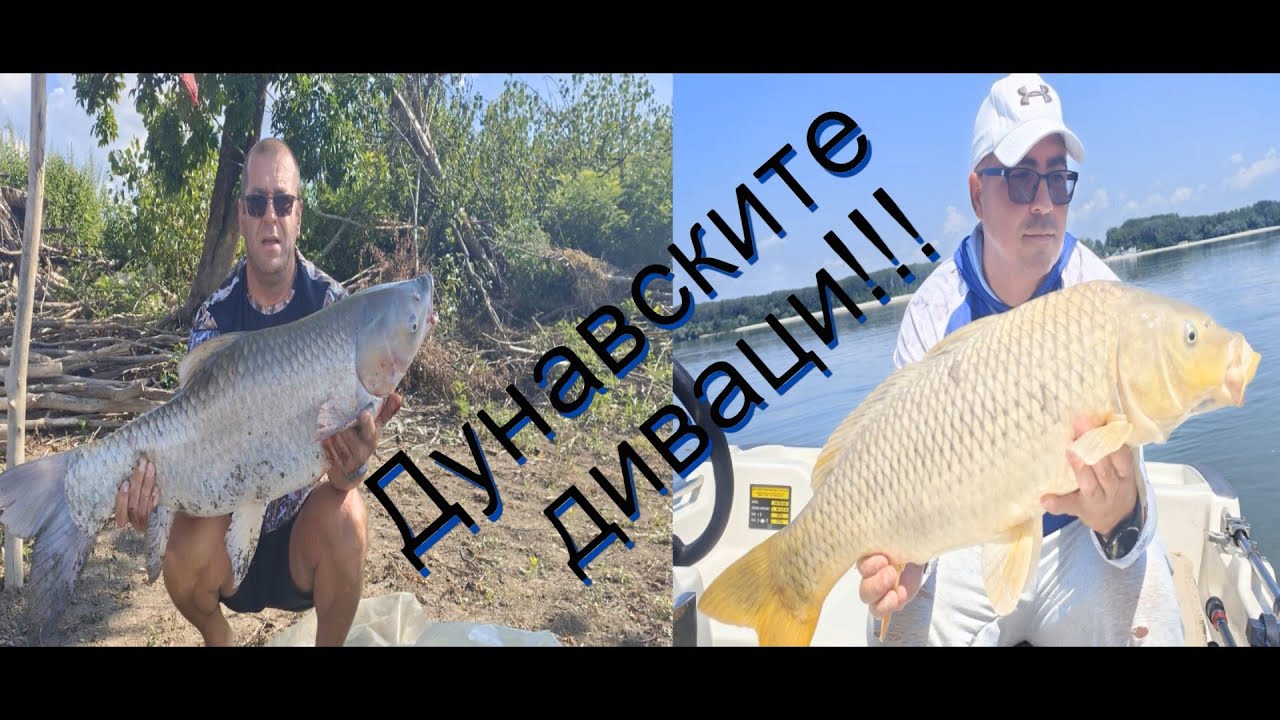 Риболов на диви шарани и амури на р. Дунав ! Danube carp fishing !!!
