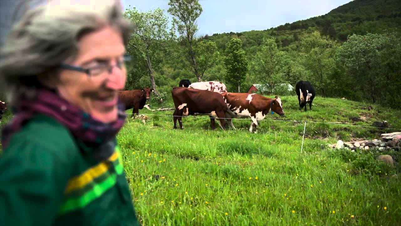 Markens grøde