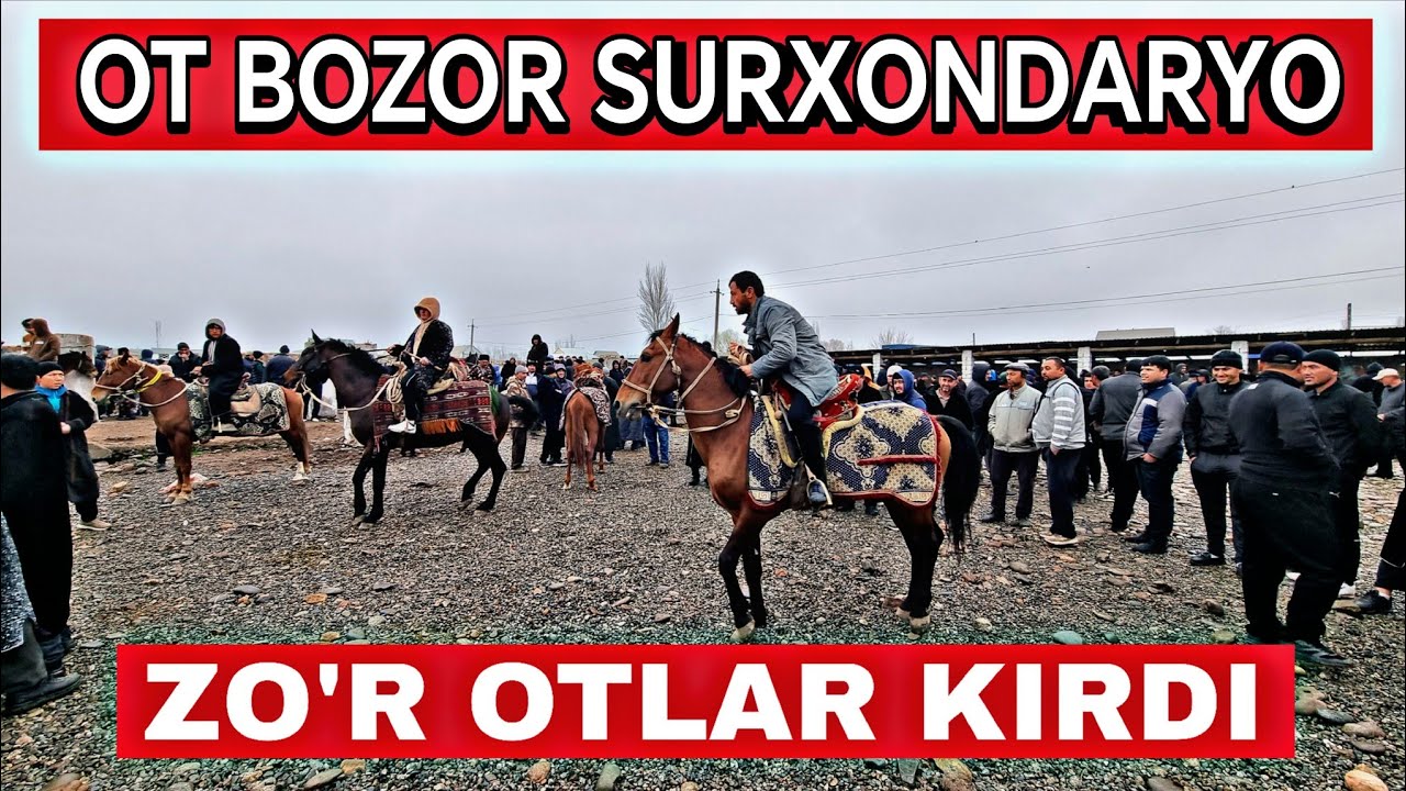 Ot bozor Narxlari 26-Fevral 2026 Surxandaryo Sariosiyo Ot bozori