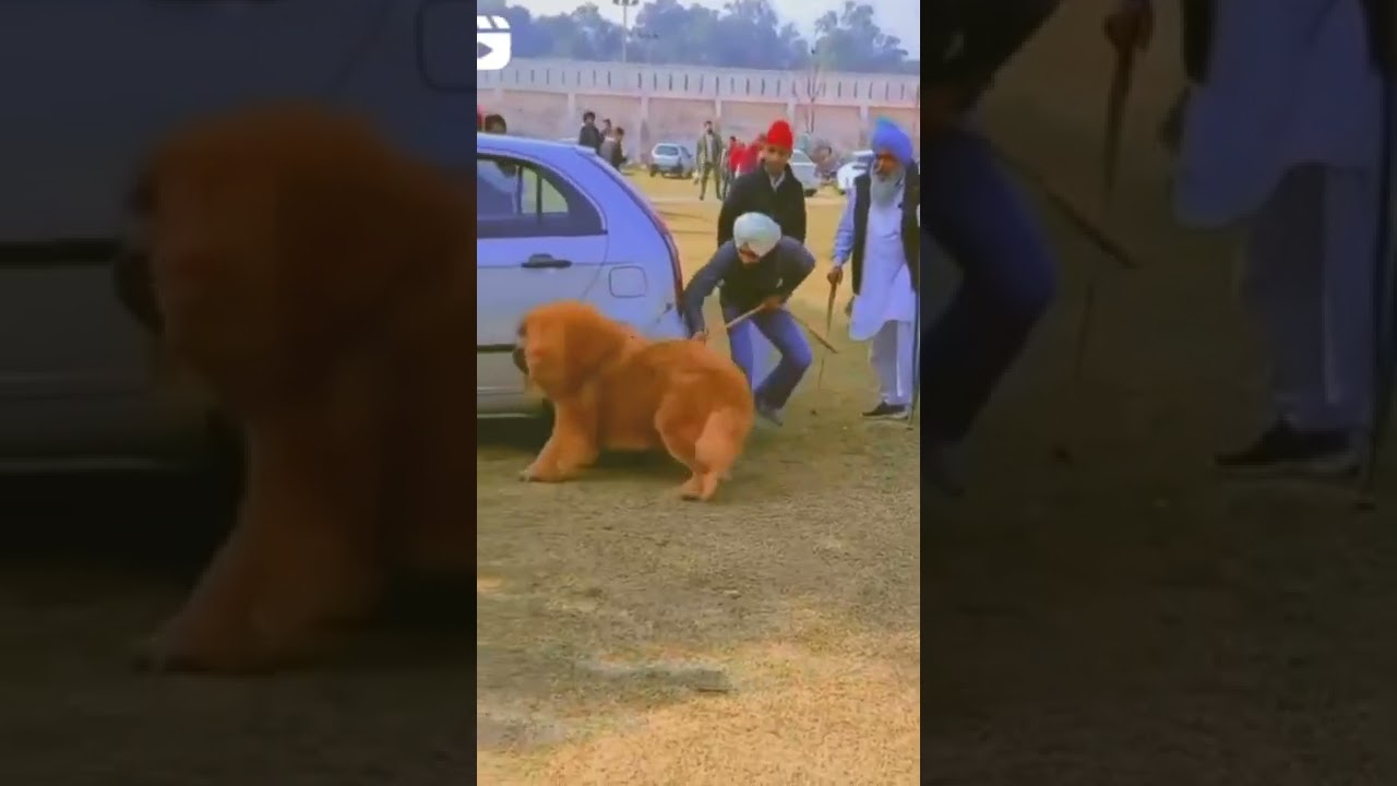Tibetan mastiff | Paris des lions du Tibet at Sri muktsar sahib dogshow  @HKKTibetanMastiffs #shorts