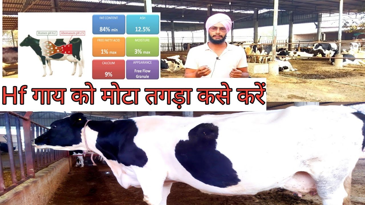 पशुओं को मोटा करने का नुस्खा. pashu ko mota tagda kaise karen. Bypass fat, Dry cow feed management।