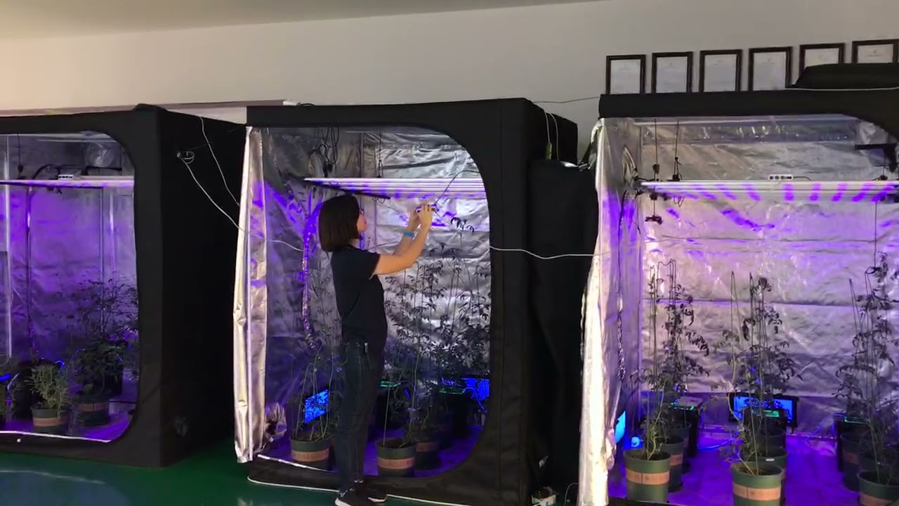 luces led de cultivo hidrop&oacute;nico mayorista de China, 400w, IP65, aprobado por CE, espectro completo.