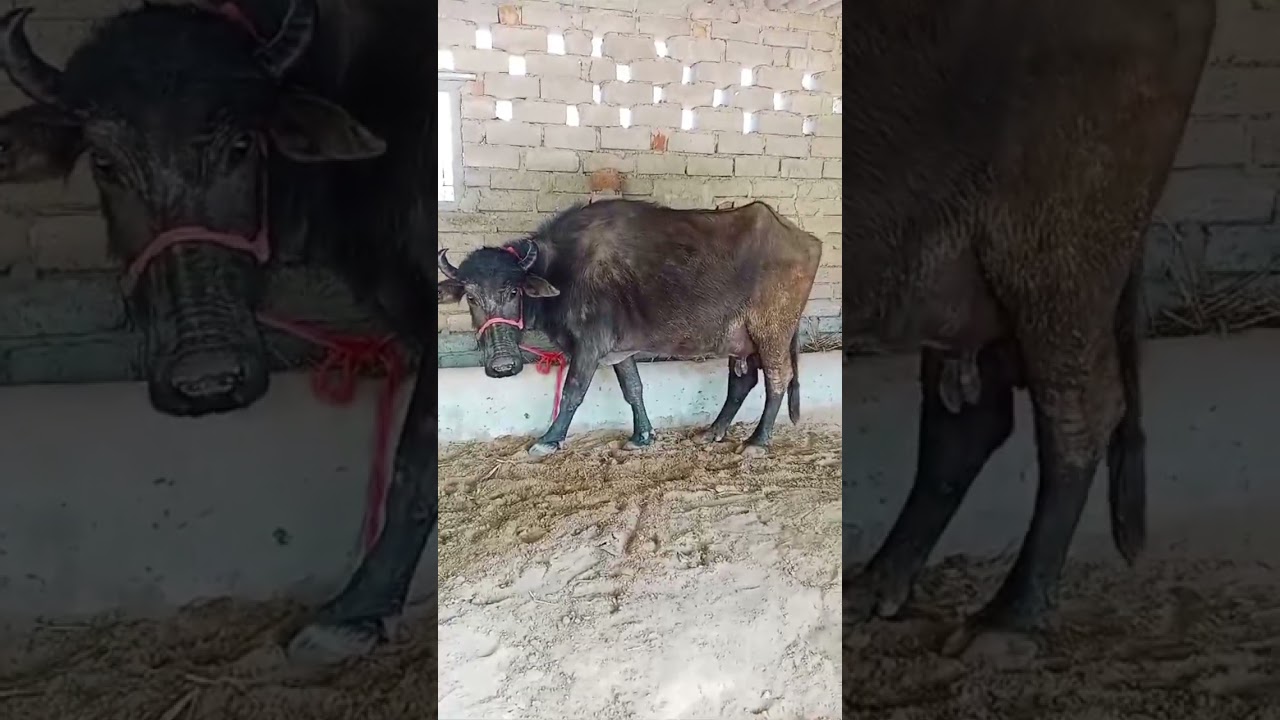 BUFFALO FARM OF OFFICIAL MANASIYA BHENS #shorts #buffalo #pets #animals #ytshorts