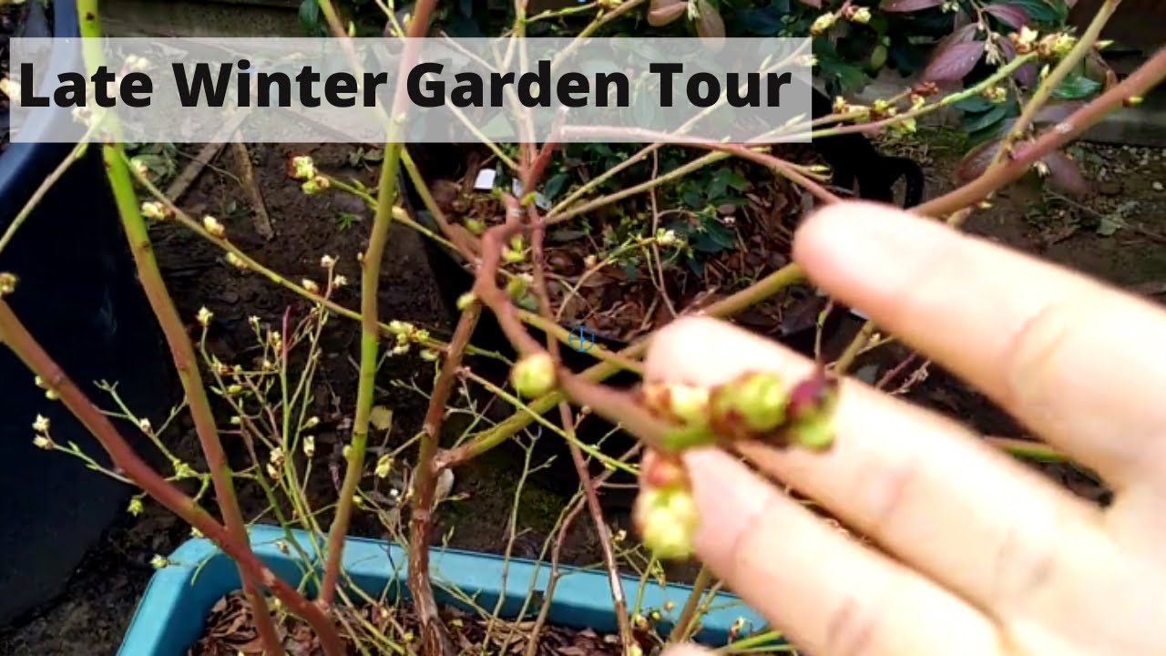 Late Winter Garden Tour - Backyard Container Gardening - UK