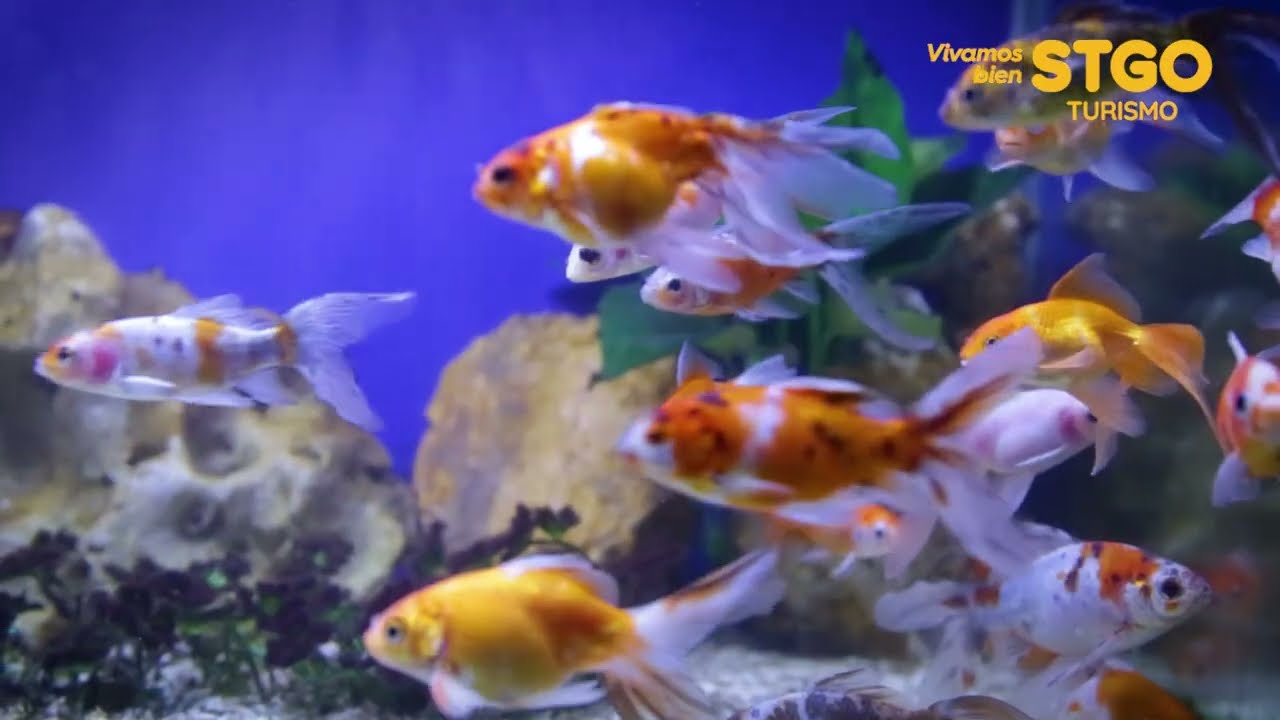 Visita Acuario Aquamundo