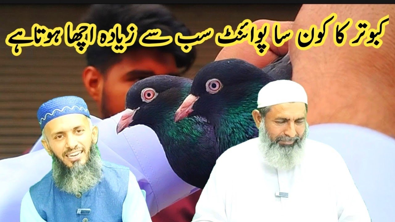 Ache kabootar ki pehchan kaise kare || achy kabootaron ki pehchan || Amjad ali official