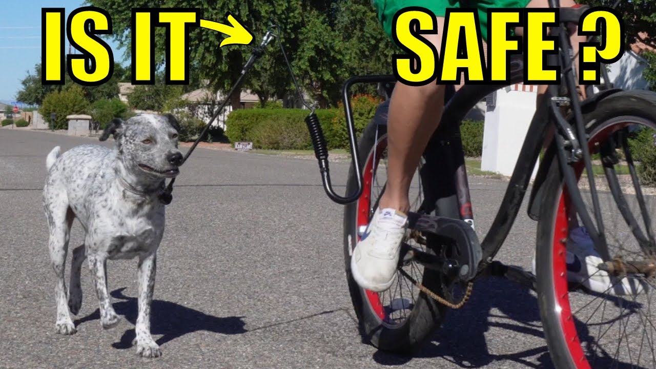 Поводок для собак на велосипед. Безопасен ли он? Дорожный тест и обзор 🐕 🚴