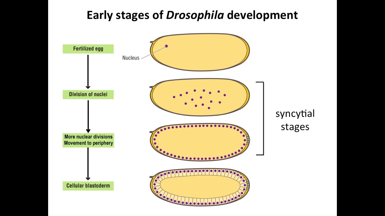 The Regulation of Translation in Developing Drosophila Embryos