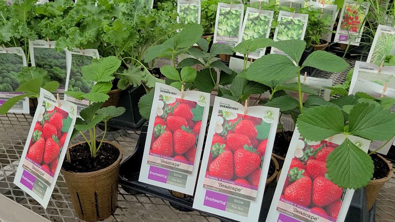 Strawberry Seascape / High Yielding Ever Bearing Variety - Large, Juicy Berries & Exceptional Flavor